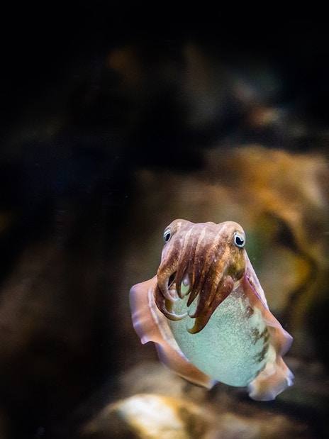 Cuttlefish swimming at the National Aquarium Abu Dhabi.