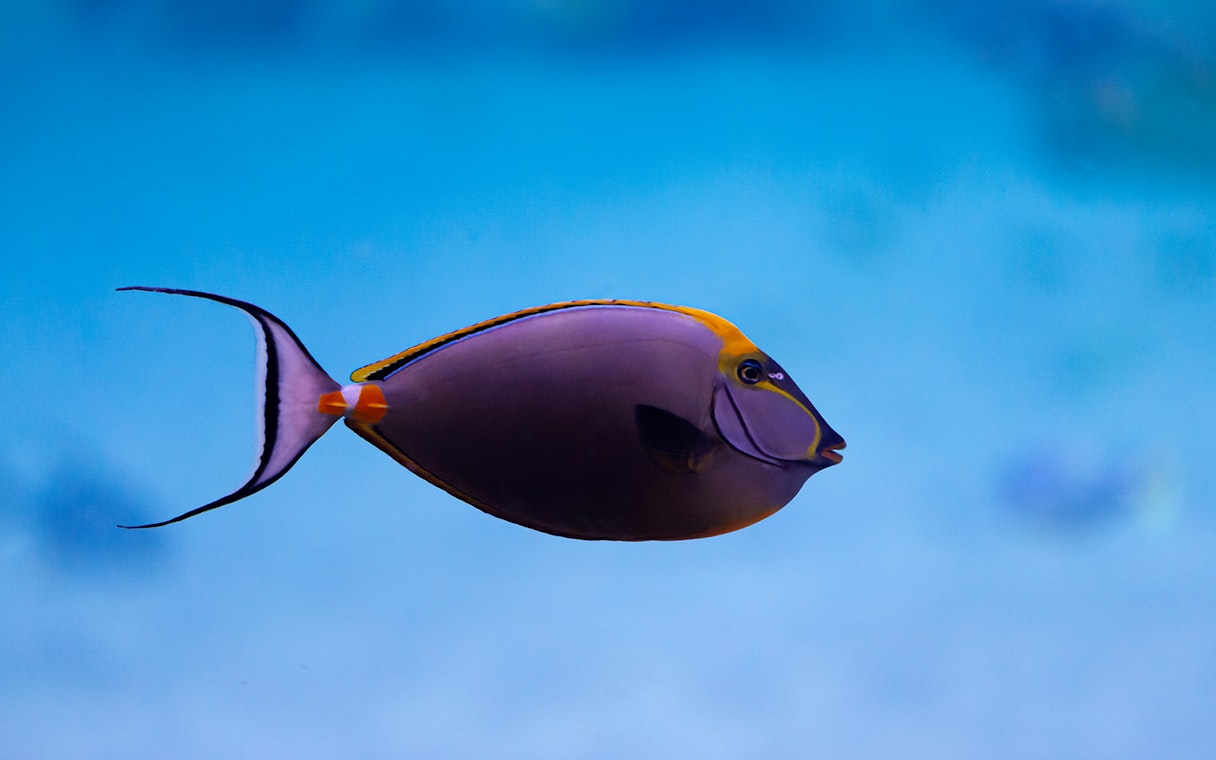 Colorful fish swimming in the National Aquarium Abu Dhabi exhibit.