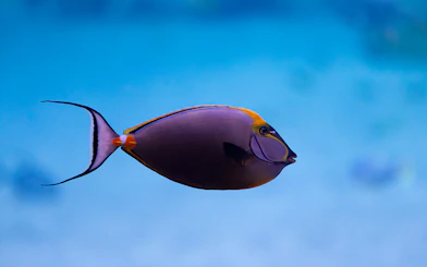 Colorful fish swimming in the National Aquarium Abu Dhabi exhibit.