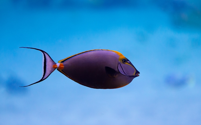 Colorful fish swimming in the National Aquarium Abu Dhabi exhibit.