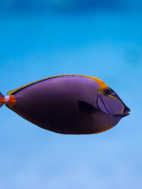 Colorful fish swimming in the National Aquarium Abu Dhabi exhibit.