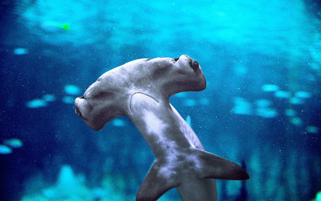 Hammerhead shark swimming in the National Aquarium Abu Dhabi.