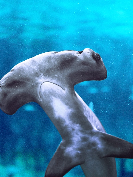 Hammerhead shark swimming in the National Aquarium Abu Dhabi.