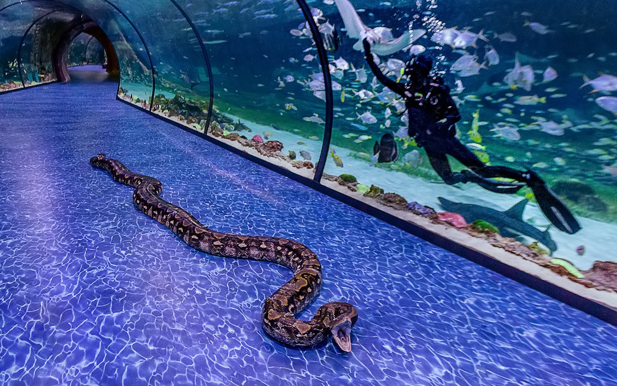 Snake on walkway in underwater tunnel at National Aquarium Abu Dhabi with diver and fish in tank.
