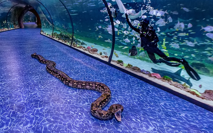 Snake on walkway in underwater tunnel at National Aquarium Abu Dhabi with diver and fish in tank.