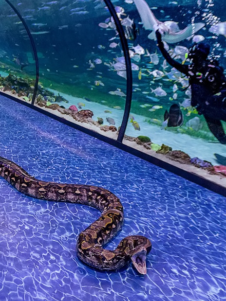 Snake on walkway in underwater tunnel at National Aquarium Abu Dhabi with diver and fish in tank.