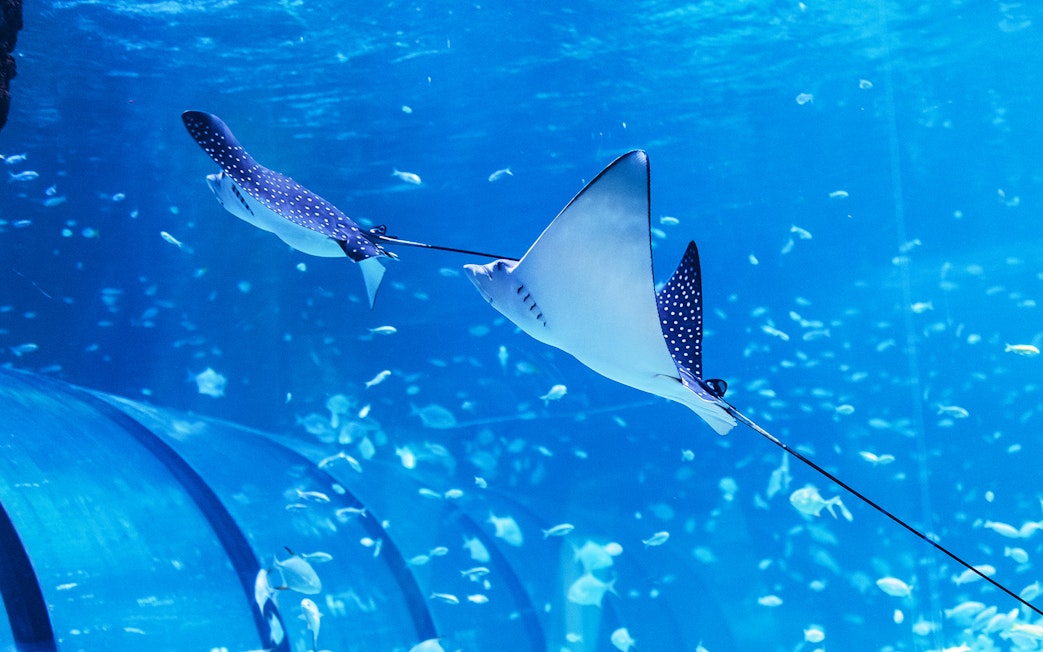 Spotted eagle rays swimming in the National Aquarium Abu Dhabi.