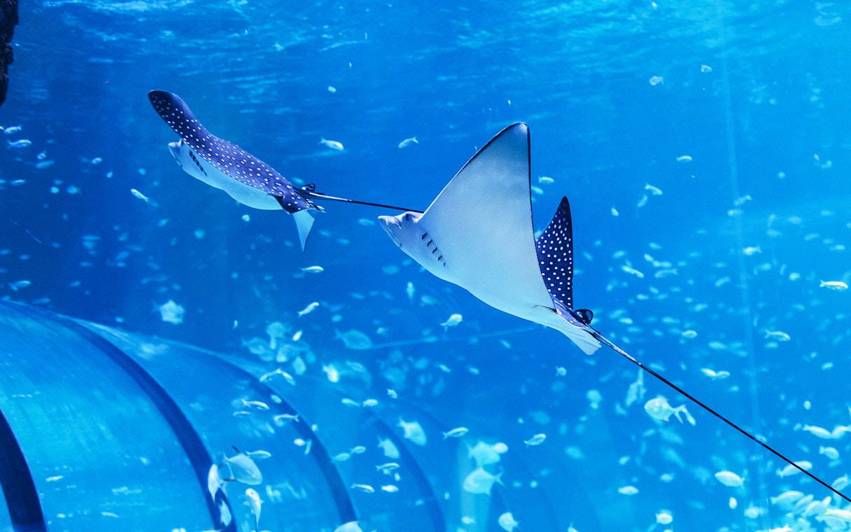 Spotted eagle rays swimming in the National Aquarium Abu Dhabi.