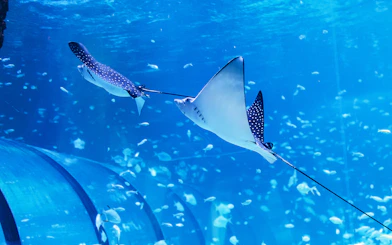 Spotted eagle rays swimming in the National Aquarium Abu Dhabi.