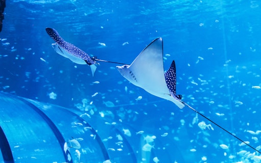 Spotted eagle rays swimming in the National Aquarium Abu Dhabi.