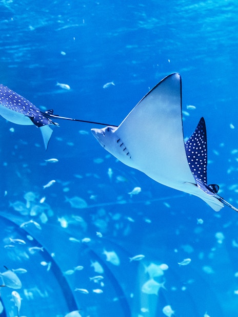 Spotted eagle rays swimming in the National Aquarium Abu Dhabi.