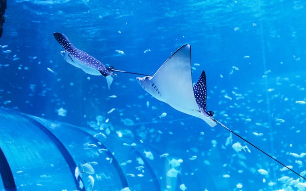 Spotted eagle rays swimming in the National Aquarium Abu Dhabi.