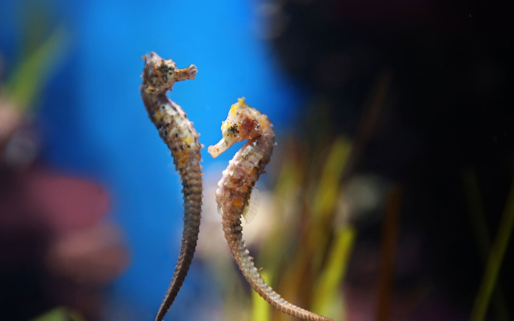 Seahorses in a tank at National Aquarium Abu Dhabi.