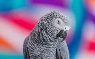 Parrot at National Aquarium Abu Dhabi, part of Bu Tinah Dhow Experience.