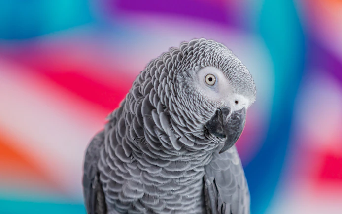 Parrot at National Aquarium Abu Dhabi, part of Bu Tinah Dhow Experience.