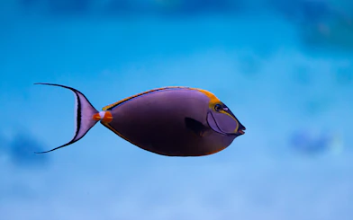 Colorful fish swimming in National Aquarium Abu Dhabi exhibit.