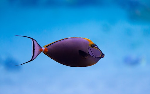 Colorful fish swimming in National Aquarium Abu Dhabi exhibit.
