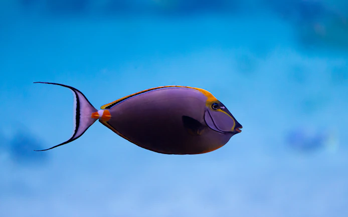 Colorful fish swimming in National Aquarium Abu Dhabi exhibit.