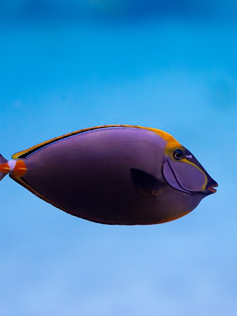 Colorful fish swimming in National Aquarium Abu Dhabi exhibit.
