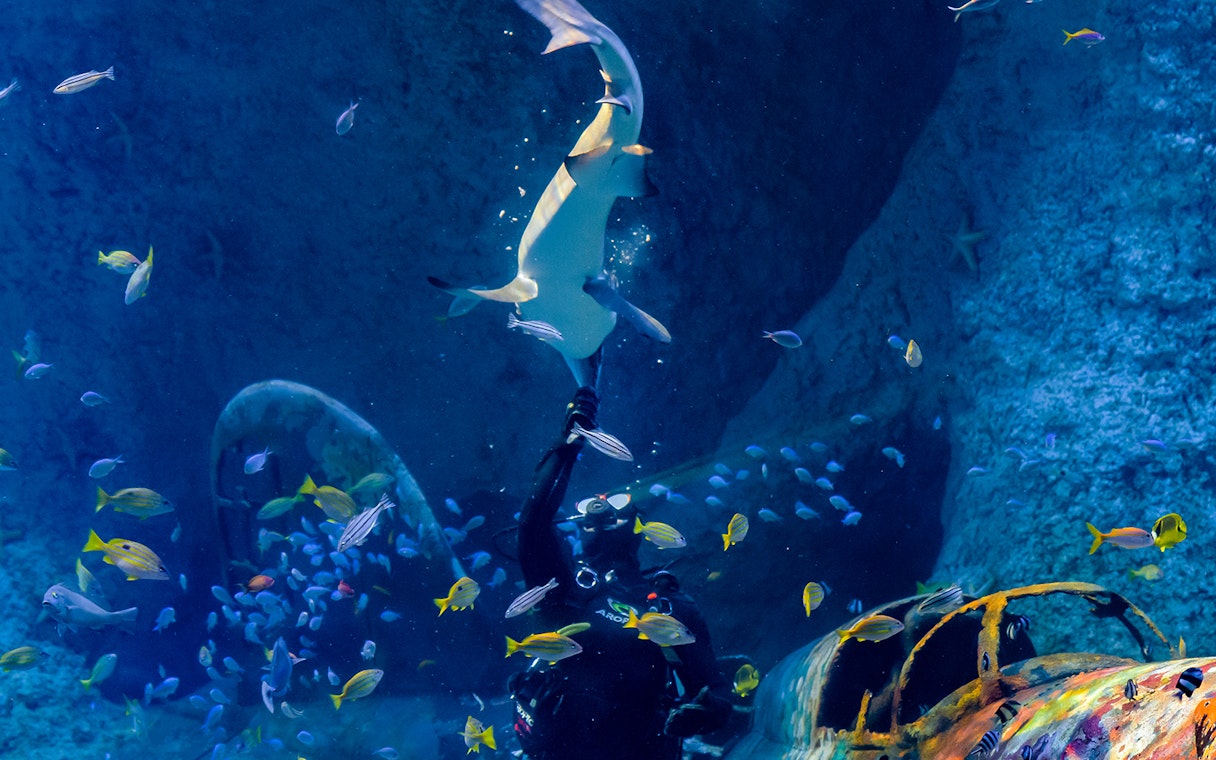 Diver interacting with a shark at National Aquarium Abu Dhabi, surrounded by colorful fish.