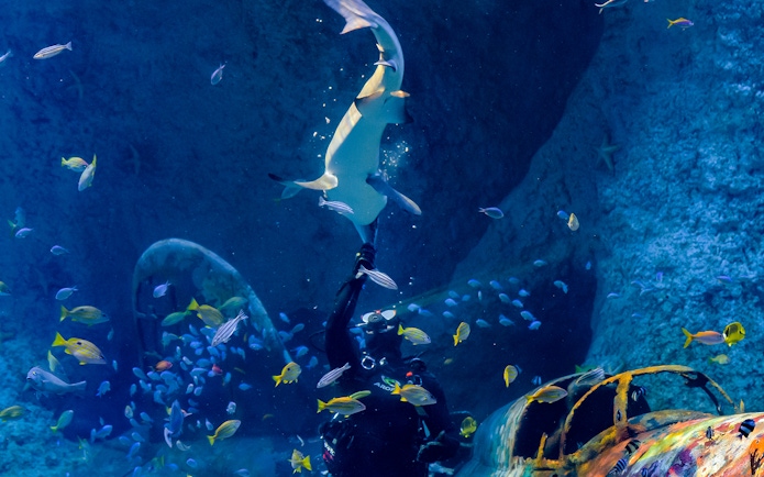 Diver interacting with a shark at National Aquarium Abu Dhabi, surrounded by colorful fish.