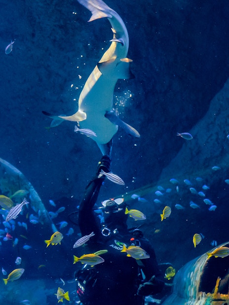 Diver interacting with a shark at National Aquarium Abu Dhabi, surrounded by colorful fish.