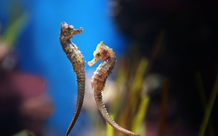 Seahorses in the National Aquarium Abu Dhabi exhibit.