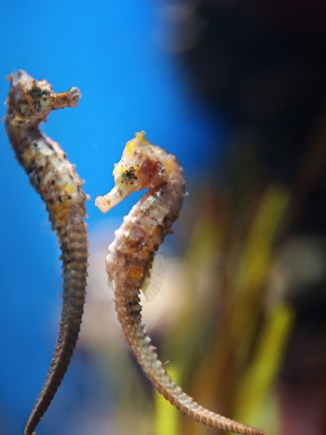 Seahorses in the National Aquarium Abu Dhabi exhibit.
