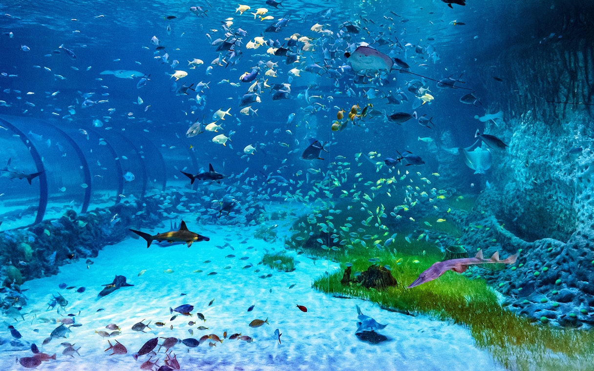 Underwater view of diverse marine life at National Aquarium Abu Dhabi, featuring sharks and colorful fish.
