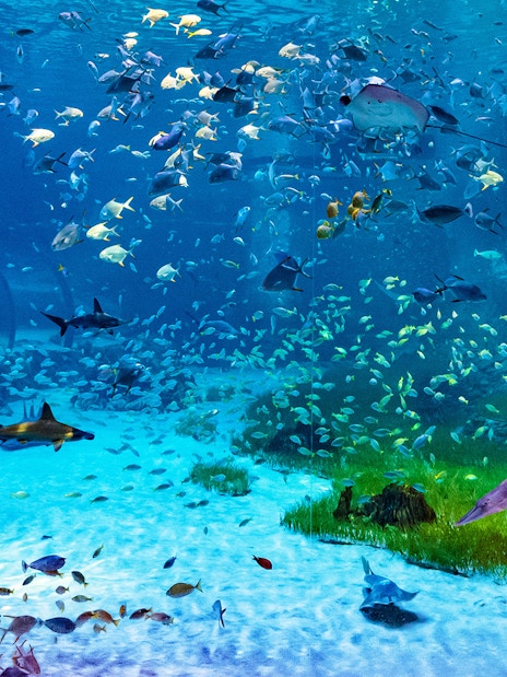 Underwater view of diverse marine life at National Aquarium Abu Dhabi, featuring sharks and colorful fish.