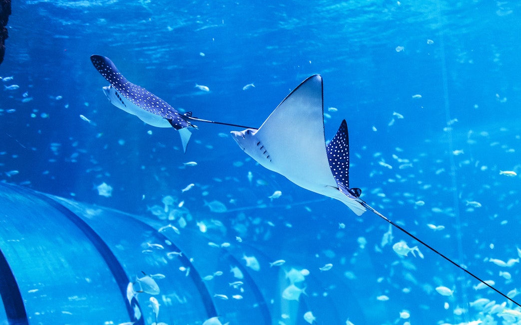 Spotted eagle rays swimming in the National Aquarium Abu Dhabi.