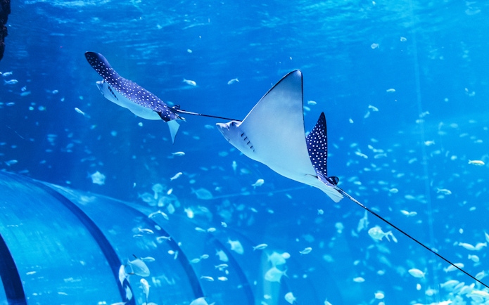 Spotted eagle rays swimming in the National Aquarium Abu Dhabi.