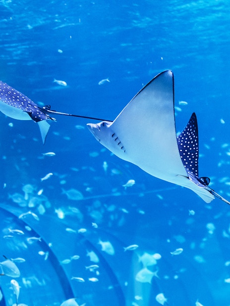 Spotted eagle rays swimming in the National Aquarium Abu Dhabi.