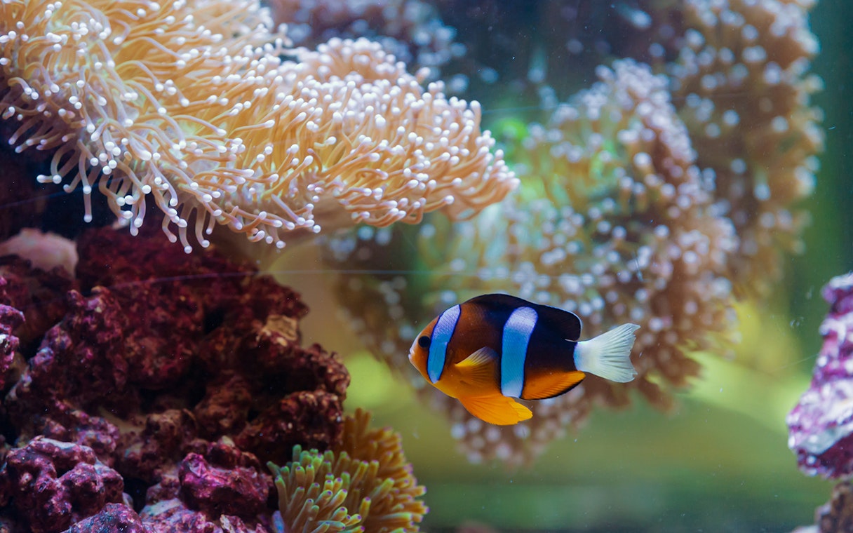 Clownfish swimming near coral at National Aquarium Abu Dhabi.