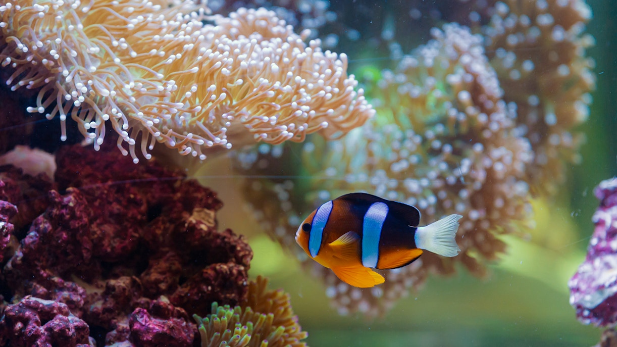 https://cdn-imgix.headout.com/tour/33278/TOUR-IMAGE/c3cb82f4-9b5b-4447-82f0-51a8a25a94d6-17499-abu-dhabi-national-aquarium-abu-dhabi-entry-ticket---bu-tinah-dhow-experience-14.jpeg