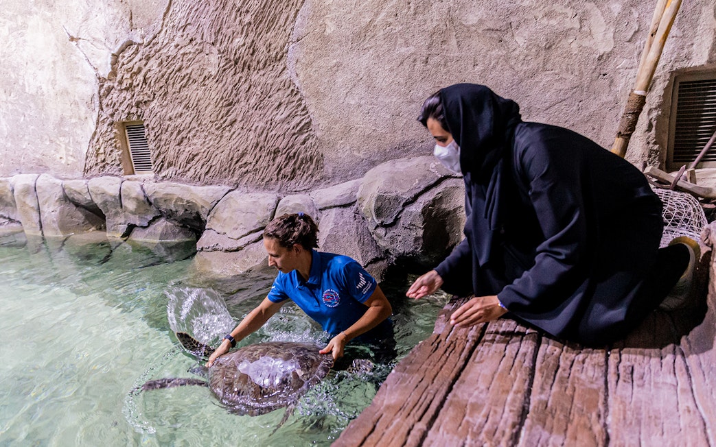 Caretaker interacting with a sea turtle at National Aquarium Abu Dhabi during Bu Tinah Dhow Experience.