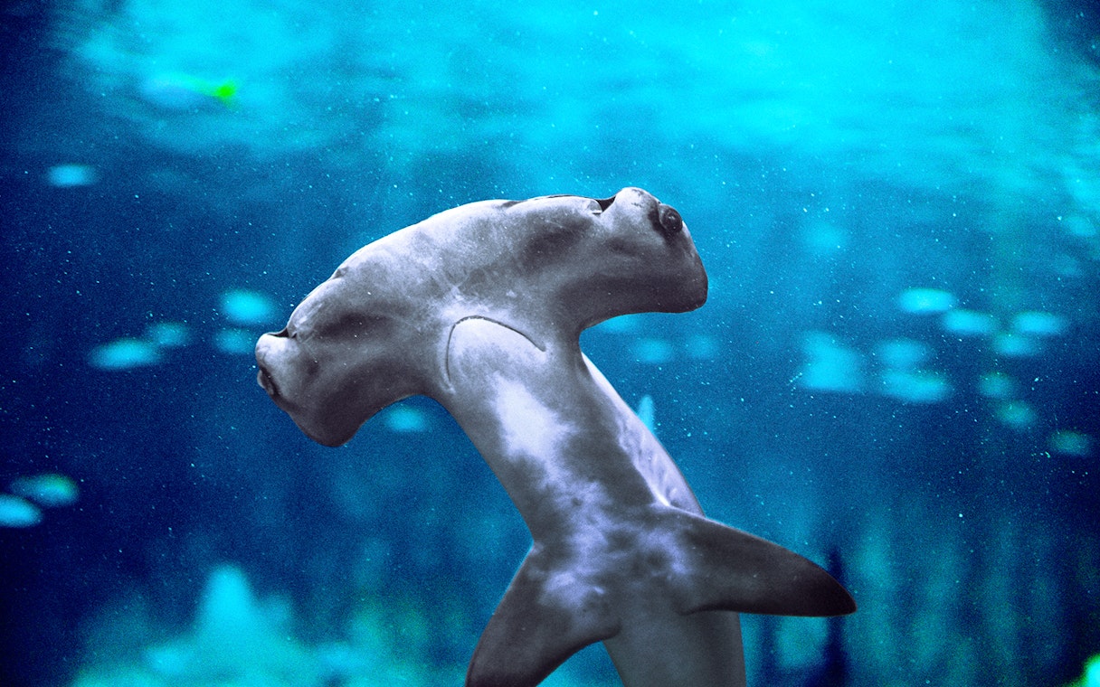 Hammerhead shark swimming in National Aquarium Abu Dhabi exhibit.