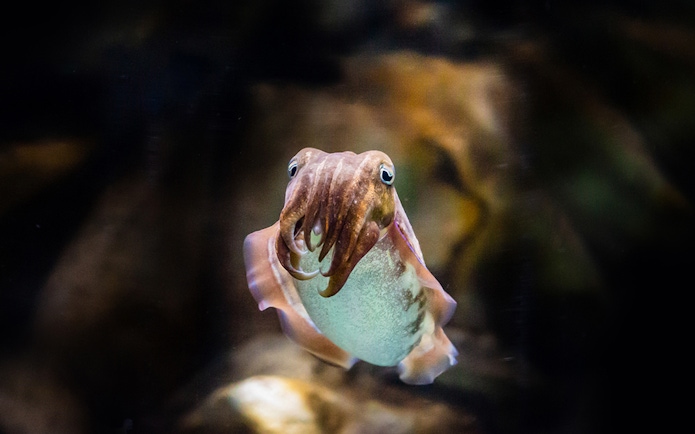 Cuttlefish swimming at National Aquarium Abu Dhabi, part of Bu Tinah Dhow Experience.