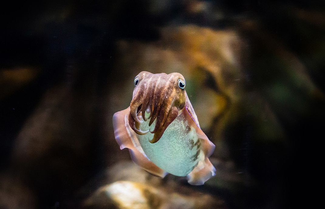 Cuttlefish swimming at National Aquarium Abu Dhabi, part of Bu Tinah Dhow Experience.