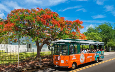 Key West Old Town Trolley under vibrant red flowering tree.