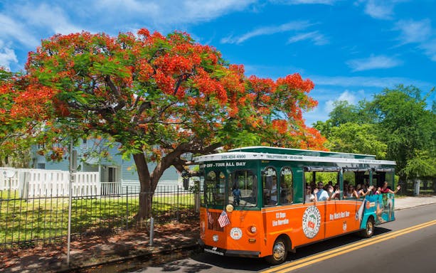 Key West Old Town Trolley under vibrant red flowering tree.