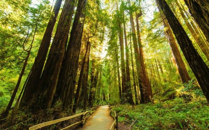 Pathway through towering redwoods in Muir Woods, Sausalito.