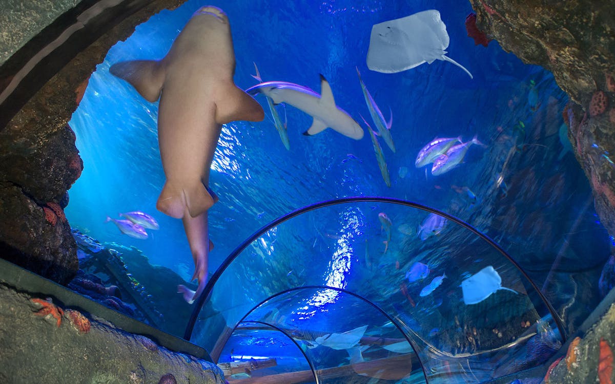 combo: biglietti per gardaland park + gardaland sea life aquarium-10 combo: biglietti per gardaland park + gardaland sea life aquarium-10