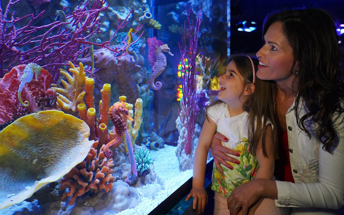 combo: biglietti per gardaland park + gardaland sea life aquarium-1 combo: biglietti per gardaland park + gardaland sea life aquarium-1