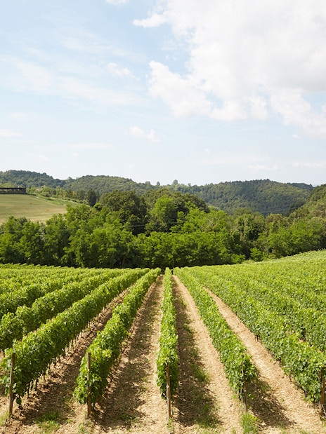 Vineyards in Tuscany with rolling hills, part of the Wine and Olive Oil Trail tour from Florence.