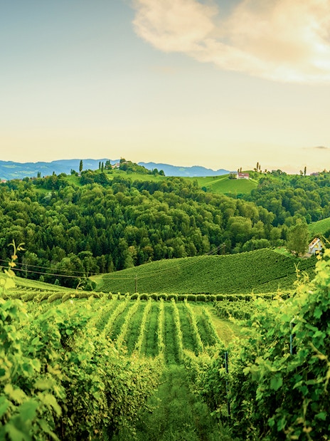 Vineyards and rolling hills in Tuscany on the Wine and Olive Oil Trail tour from Florence.