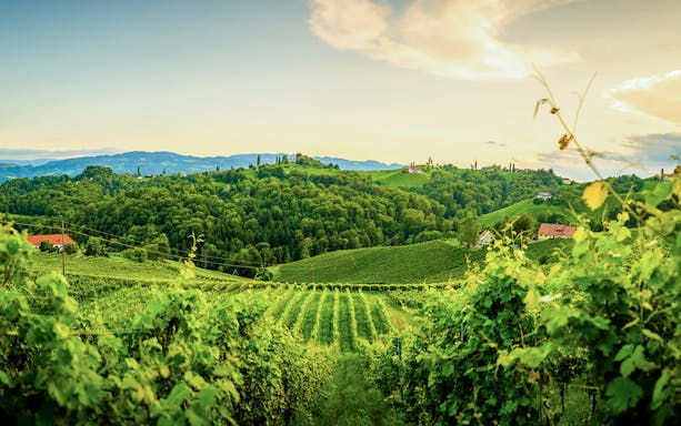 Vineyards and rolling hills in Tuscany on the Wine and Olive Oil Trail tour from Florence.
