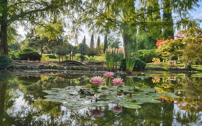 Lily pond with pink flowers and a small bridge at Parco Giardino Sigurtà, Italy.