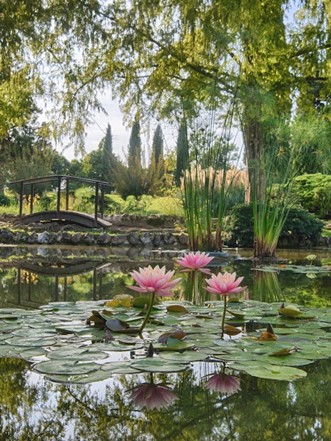 Lily pond with pink flowers and a small bridge at Parco Giardino Sigurtà, Italy.