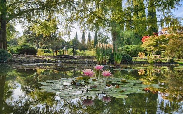Lily pond with pink flowers and a small bridge at Parco Giardino Sigurtà, Italy.